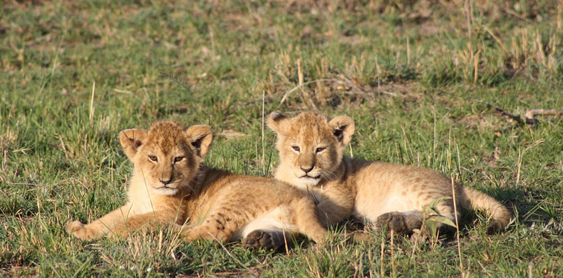 Lionceaux dans le parc national Masai Mara