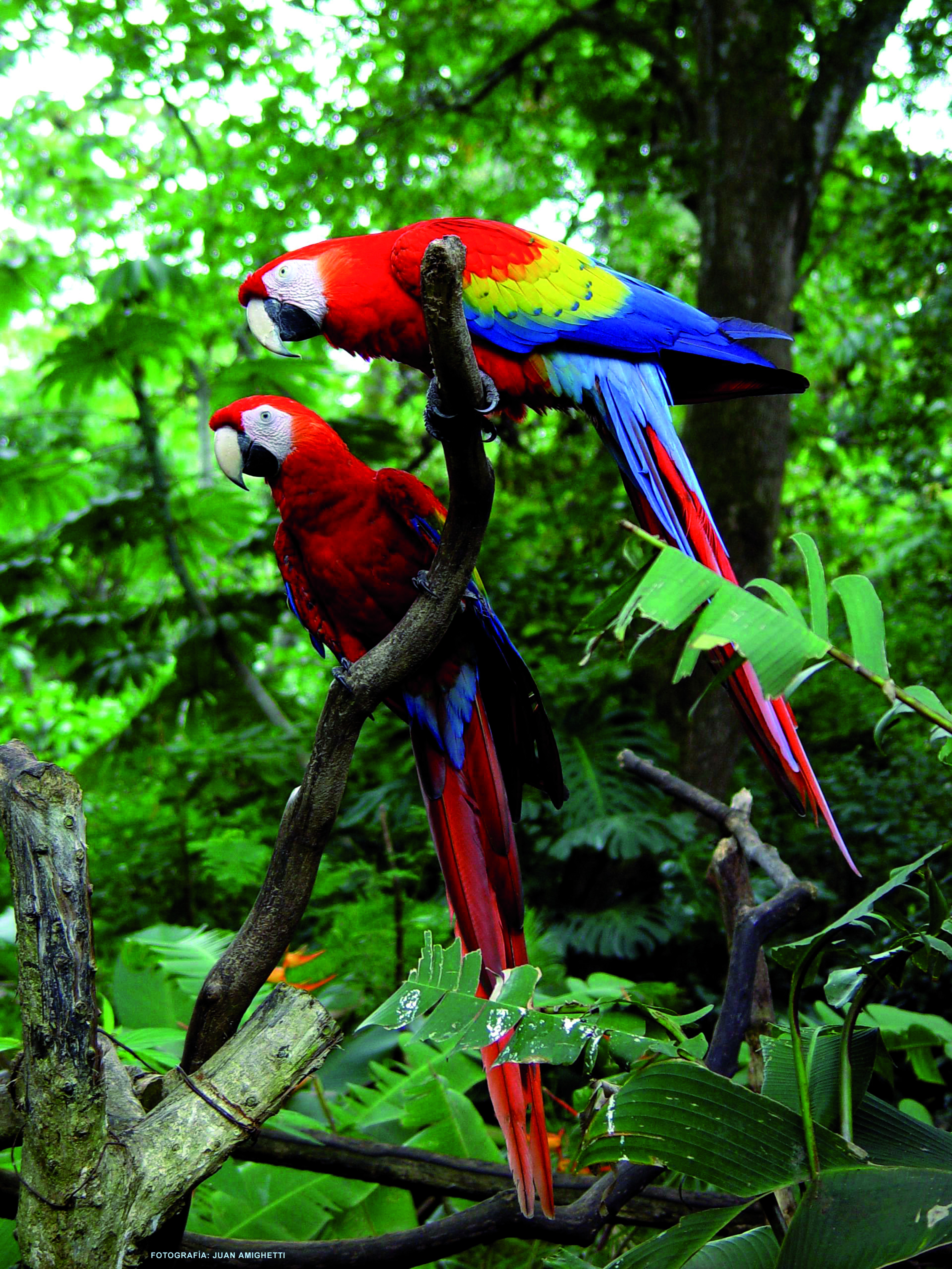 Perroquets dans le Parc national de Carara.