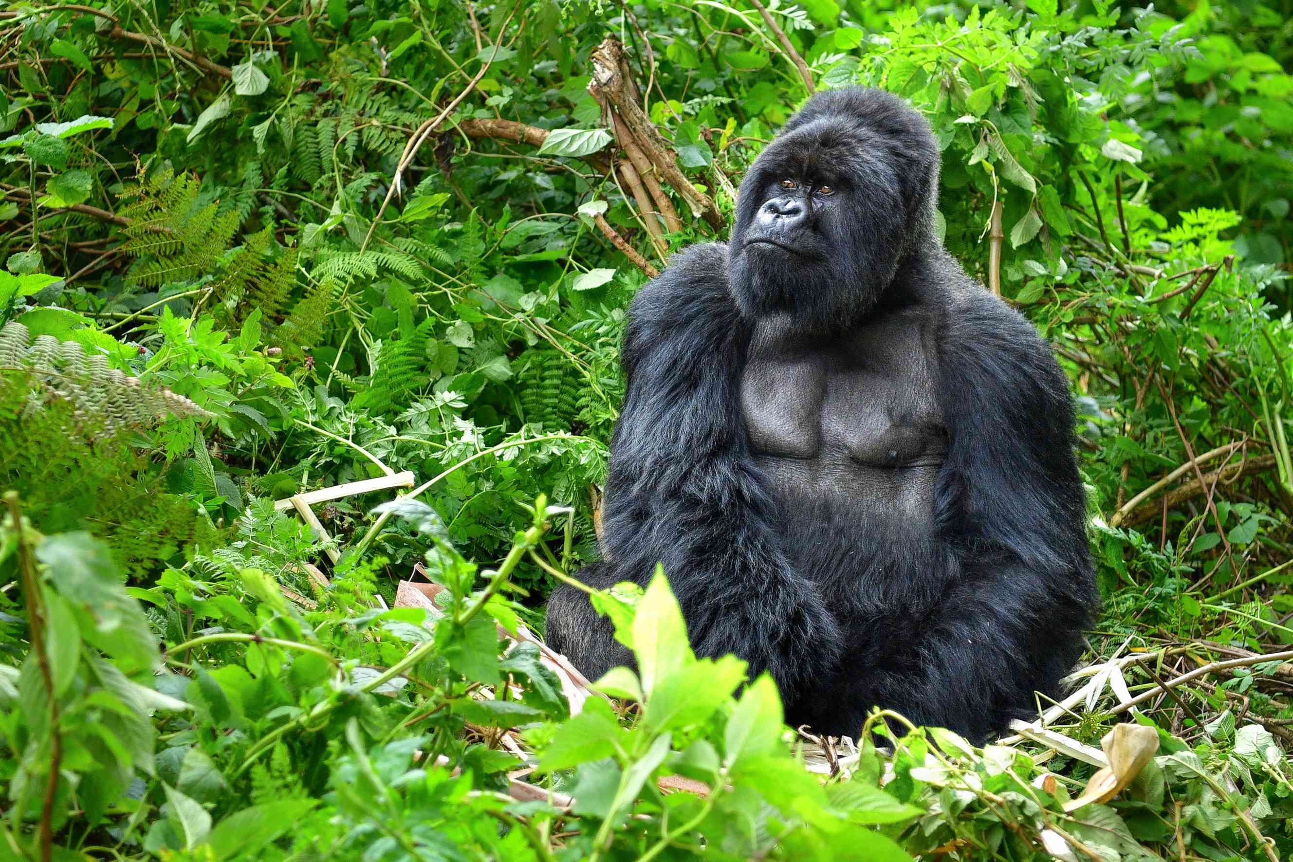 Gorille dans la forêt rwandaise.