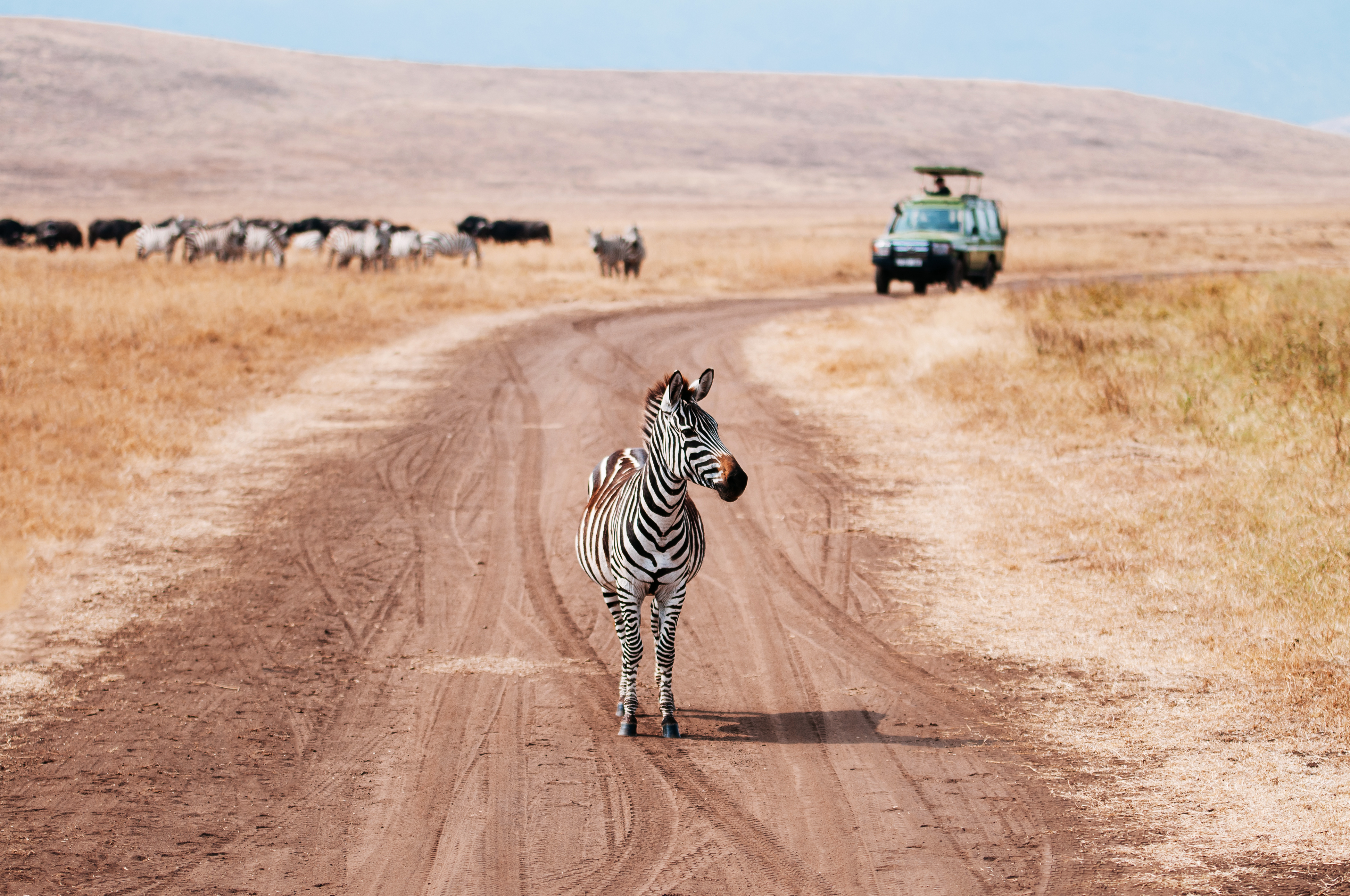 parc zebre safari