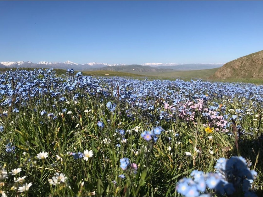 champs fleur montagne