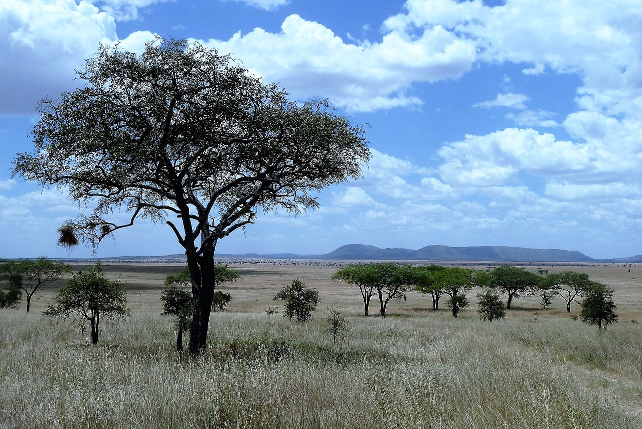 Tag7 : Serengeti-Nationalpark