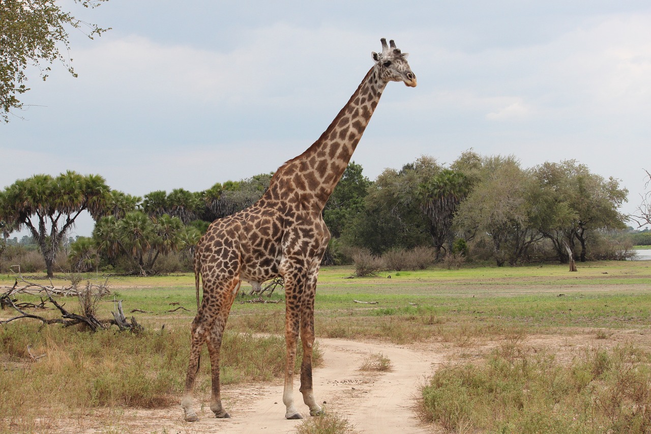 Dag6 : Serengeti Nationaal Park