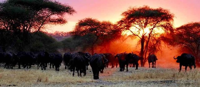Verken het authentieke Tanzania