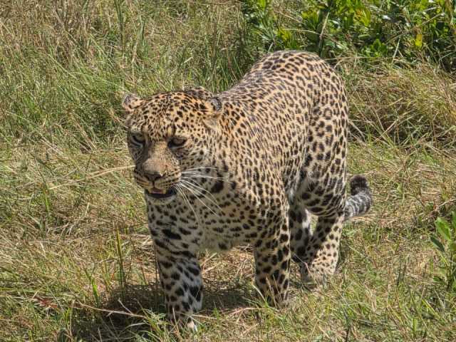 Depuis Nairobi : Safari de groupe de 3 jours et 2 nuits au Maasai Mara en 4x4, gamme intermédiaire