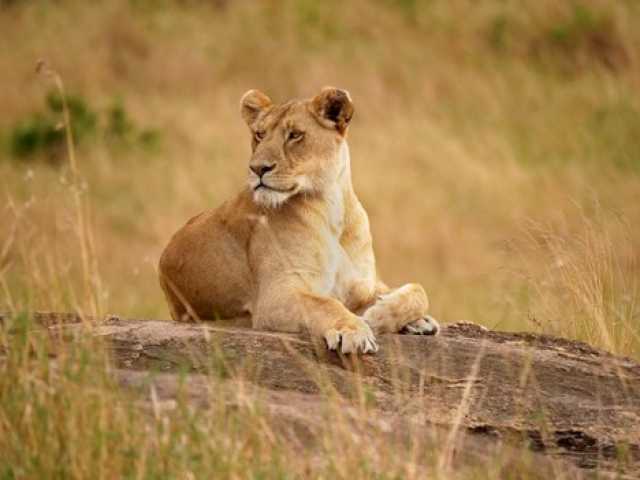 7-Tage / 6-Nächte Big-Five-Safari in Tansania