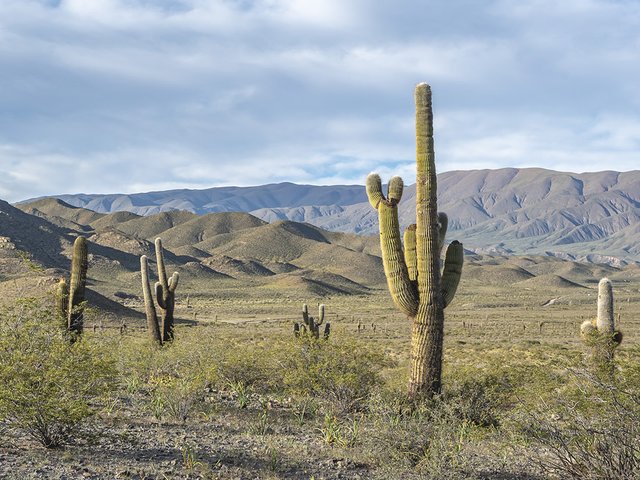 Andine Begegnungen: Traditionen des Nordens im Herzen der Wüste