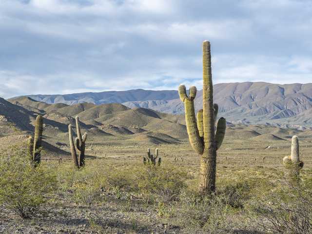 Andine Begegnungen: Traditionen des Nordens im Herzen der Wüste
