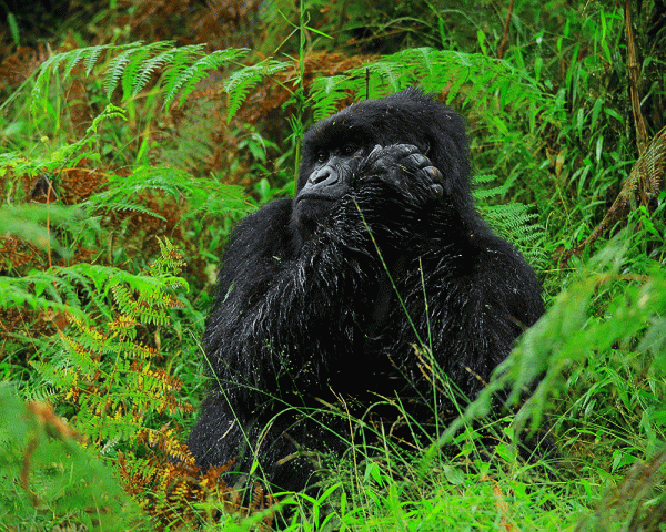 Rwanda e Uganda Trekking con i gorilla e Safari nella fauna selvatica