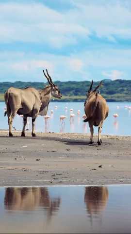 Straordinaria Avventura Safari in Tanzania