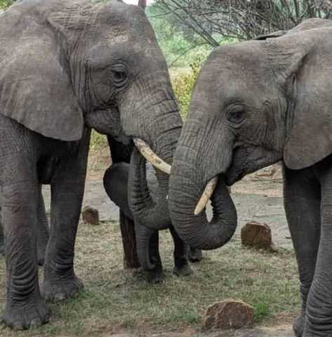 Experiência Exclusiva de Safari de 3 Dias na Tanzânia