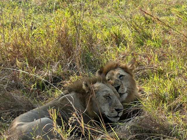 12 Dias de Safari, Estilo de Vida Local & Zanzibar Tudo Incluído