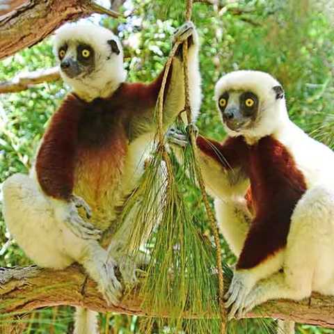 15 dias no sudoeste de Madagascar