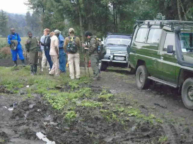 Rastreo exprés de gorilas de montaña de 2 días