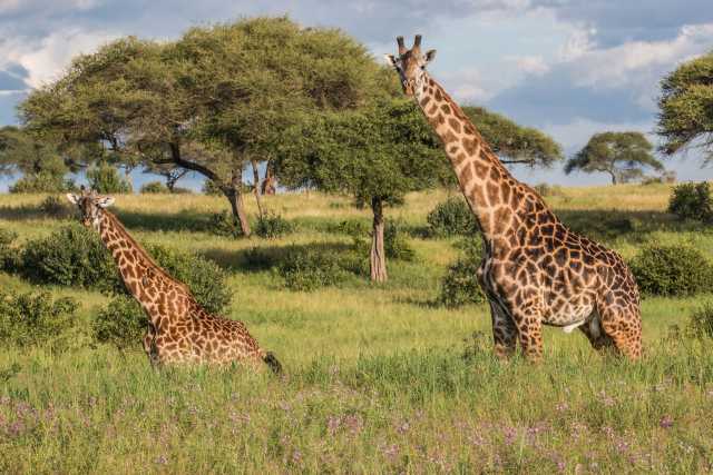 7-Tage / 6-Nächte Big-Five-Safari in Tansania