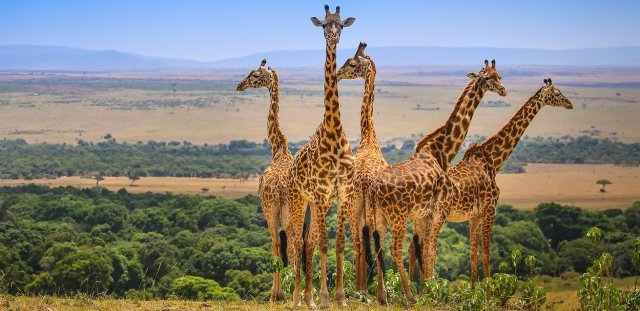 4 Días / 3 Noches Safari Económico en Grupo Maasai Mara y Lago Nakuru