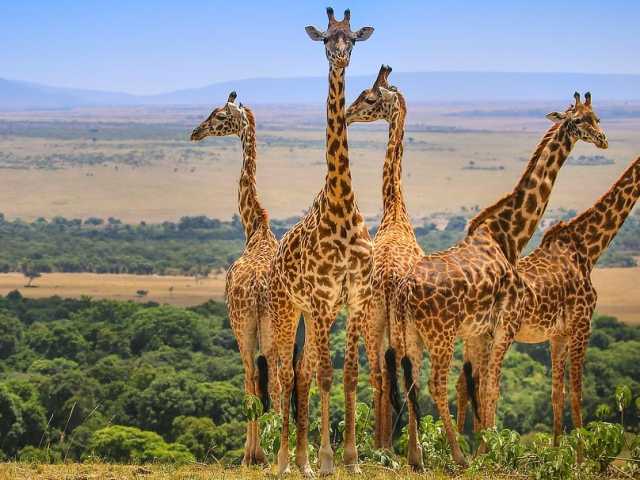 4 Jours / 3 Nuits Safari en Groupe Économique Maasai Mara & Lac Nakuru