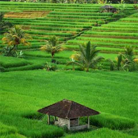 Indonesian paradises: from the rice fields of Bali to the beaches of Sumba