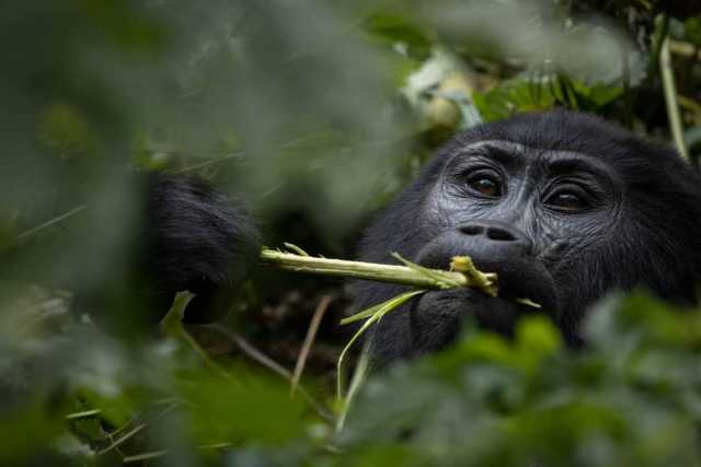 Gorilla Tracking Experience