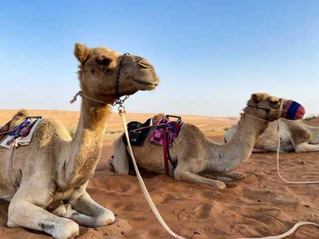 Évadez-vous en Oman - Explorez la majestueuse montagne, le désert et la mer d'Oman