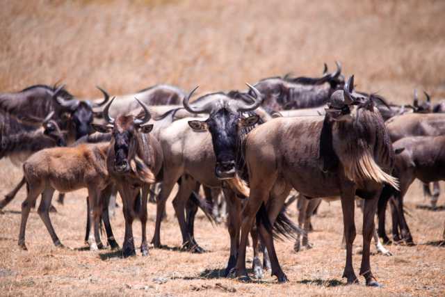 Escapade de lune de miel de luxe : Safari de 5 jours