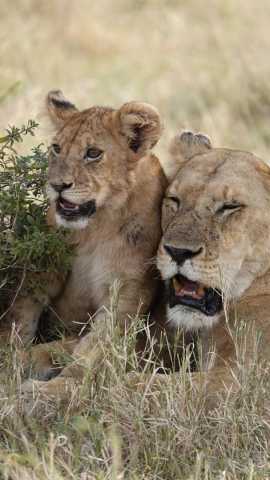 Descubra Tarangire em Um Dia