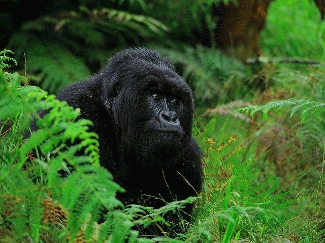 Safari de 10 jours de trekking avec les gorilles et d'observation de la faune en Ouganda