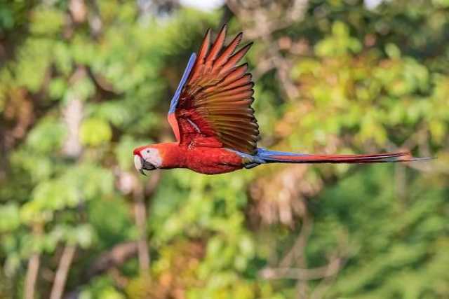 Van de Caribische kust tot de Pacifische kust van Costa Rica.