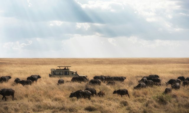 Aventura de Médio Alcance por Tarangire, Ngorongoro & Serengeti