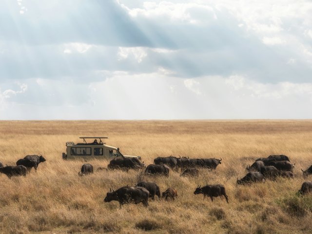 Avontuur in het middensegment door Tarangire, Ngorongoro & Serengeti
