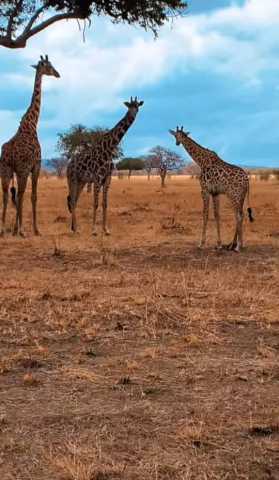 Safari à Mikumi en 2 jours — En train et par la route
