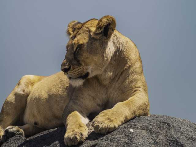Escapada de 11 días de safari y playa en Tanzania