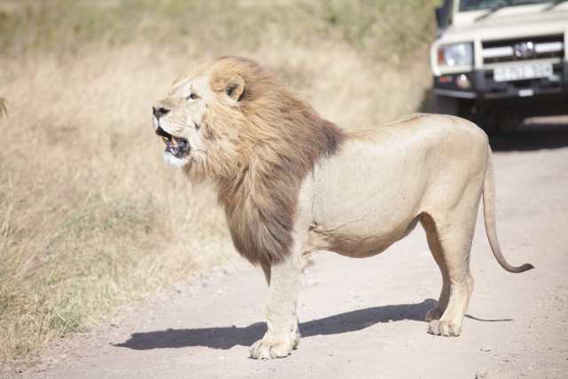 5 Días de Safari de la Temporada de Parto en Ndutu desde Zanzíbar
