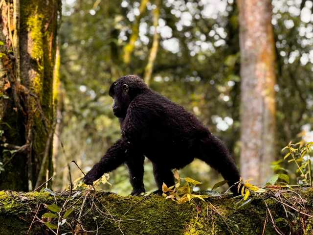 3-Day Uganda Bwindi Gorilla Trekking from Kigali