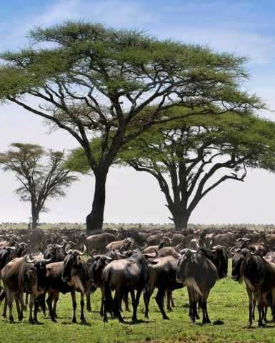 Safari da Grande Migração de 7 dias