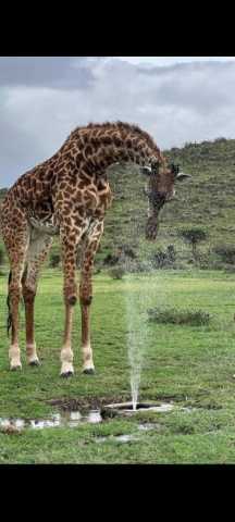 Ngorongoro Day Trip