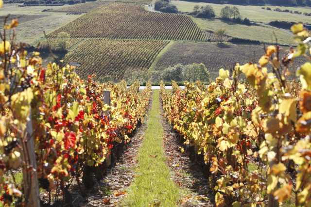 Tour of the Savoyard Vineyards
