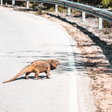 À descoberta do Sul Dominicano