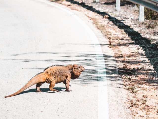 Op ontdekkingstocht in het zuiden van de Dominicaanse Republiek