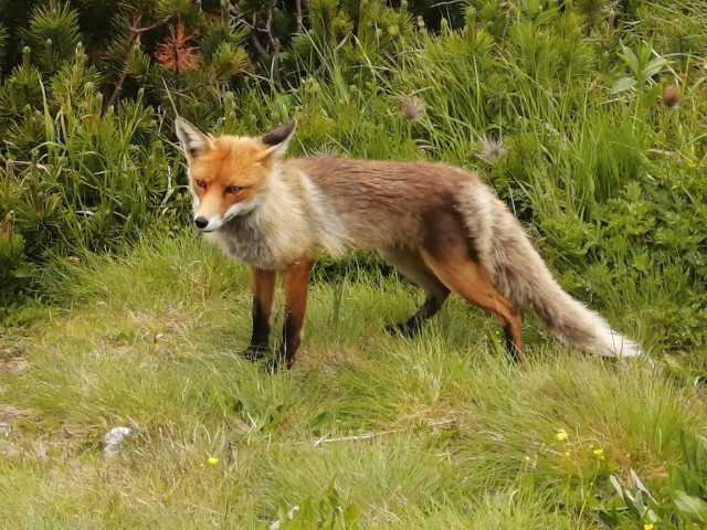 Tour di 1 giorno di escursionismo e osservazione degli orsi nei Monti Tatra Alti