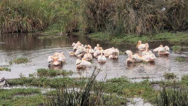 Safari da Grande Migração de 7 dias