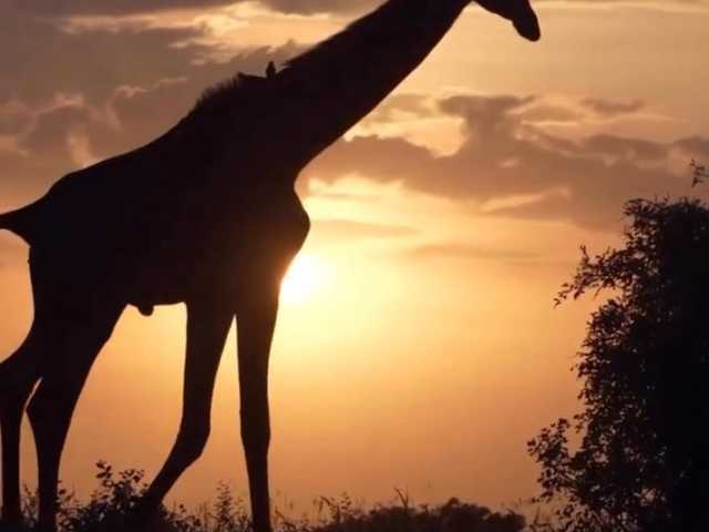 Safari de 5 jours en Tanzanie : aventure à Tarangire, Serengeti & Ngorongoro