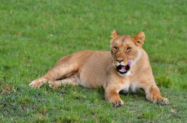 Ngorongoro Day Trip