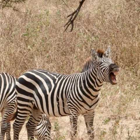 Safari da Grande Migração de 7 dias