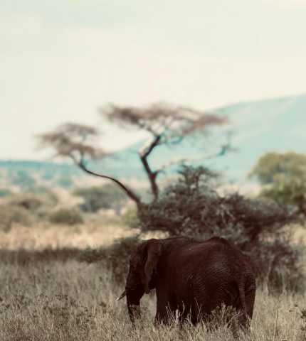 5-daagse Tanzania Safari: Tarangire, Serengeti & Ngorongoro Avontuur