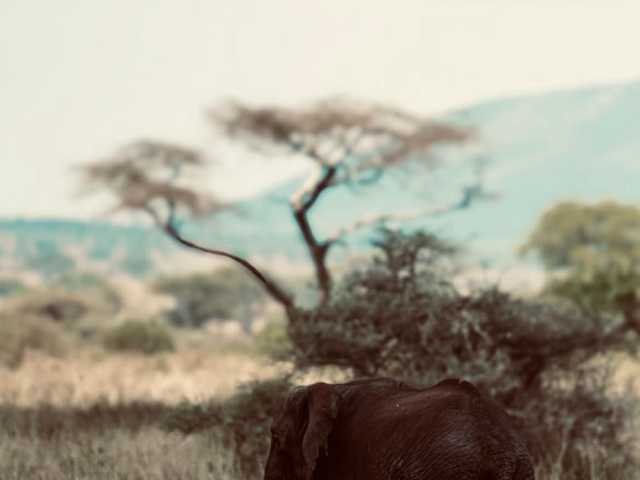 Safari de 5 jours en Tanzanie : aventure à Tarangire, Serengeti & Ngorongoro