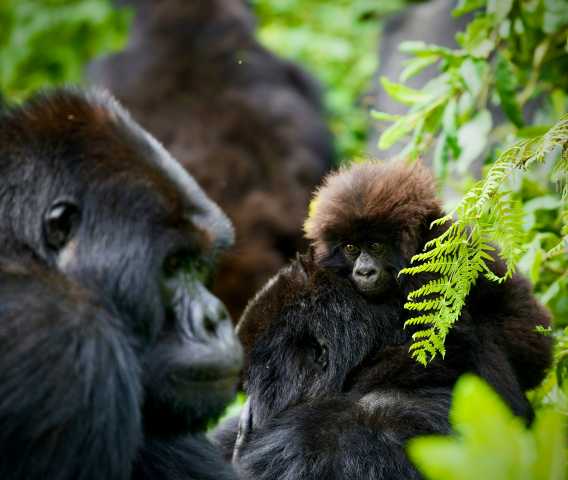 Rwanda e Uganda Trekking con i gorilla e Safari nella fauna selvatica