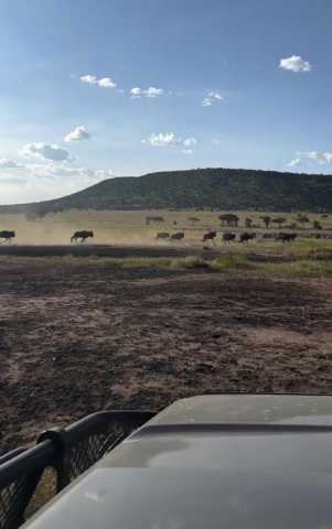 1-Daagse Tarangire Safari vanuit Arusha - Wildlife & schilderachtig avontuur