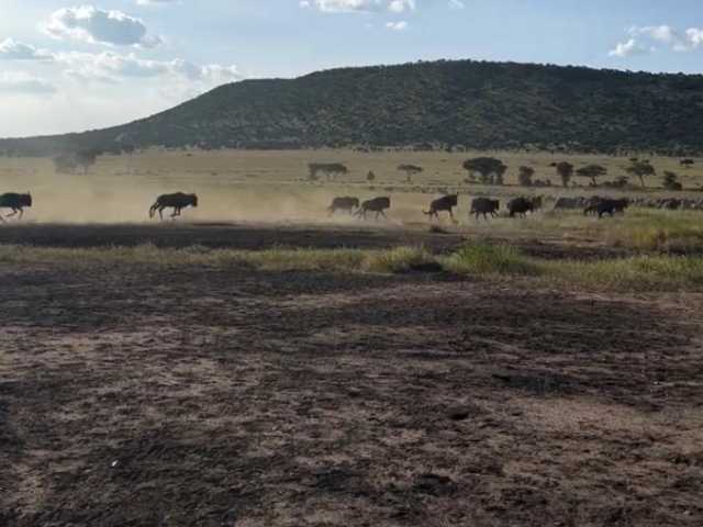 Safari de 1 jour à Tarangire depuis Arusha - Aventure faunique & panoramique