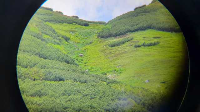 Tour di 1 giorno di escursionismo e osservazione degli orsi nei Monti Tatra Alti